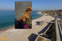 كلب يتسبب بجروح خطرة لمواطن على شاطئ يافا .. أين البلدية ومفتشيها؟! 